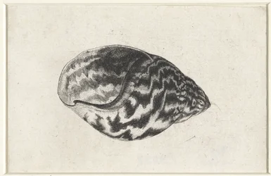 Skal, achatina achatina Skal (serietitel)