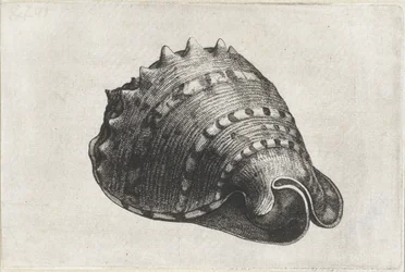 Skal, cassis cornuta Skal (serietitel)