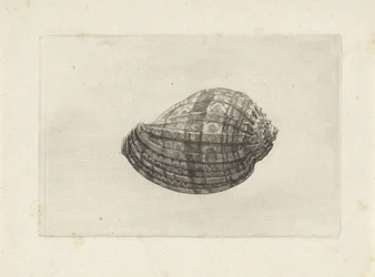 Shell, harpa major Skal (serietitel)