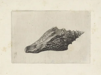 Skal, hemifusus ternatanus Skal (serietitel)