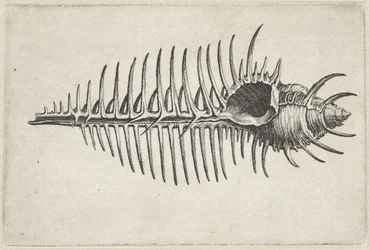 Skal, murex pecten Skal (serietitel)