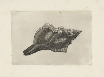 Skal, pleuroploca trapezium Skal (serietitel)