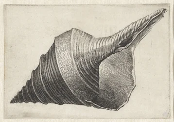 Skal, syrinx aruanus Skal (serietitel)