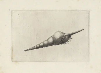Schelp, flöjtspindel melanocheilus Schelpen (serietitel)