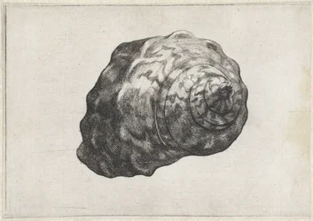 Skal, turbo sarmaticus Skal (serietitel)