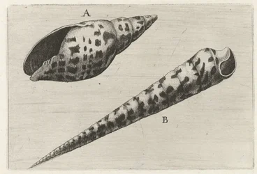 Schelpen, miter cardinalis (A) i terebra subulata (B) Schelpen (serietitel)