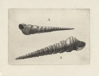 Skal, turritella terebra (A) och turritella duplicata (B) Skal (serietitel)