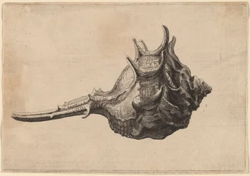 Skal (Murex brandaris)