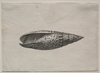 Skal: Mitra papalis L