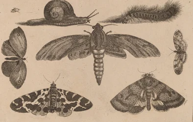 Sex insekter, en larv och en snigel.