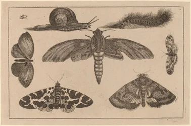 Sex insekter, en larv och en snigel