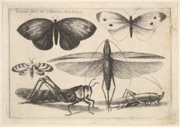 Sex insekter, 1646.