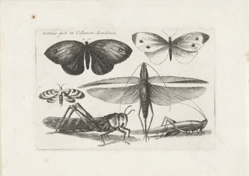 Gräshoppor och fjärilar Insekter (serietitel) Muscarum Scarabeorum (serietitel)