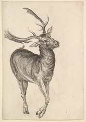 Stag, 1625-77.