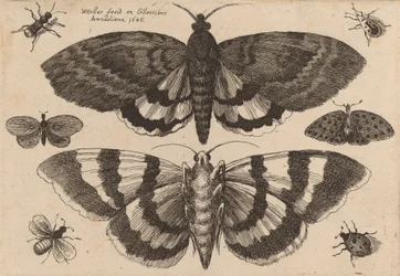 Två malar och sex insekter, 1646.