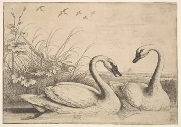 Två svanar, 1654-58.