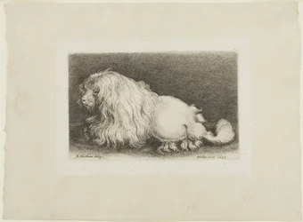 Vit hund