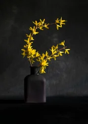 Gul forsythia-vas