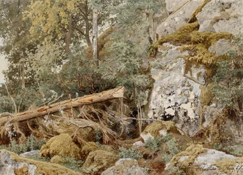 Mossbelupen sten i skogen