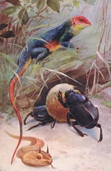 En Gama, Horned Viper och Sacred Beetle, illustration från Wildlife of the World, ca 1910