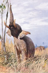Afrikansk elefant, illustration ur Wildlife of the World, omkring 1910
