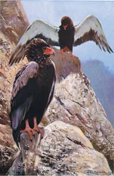 Bateleur Eagle, illustration från Wildlife of the World, c.1910