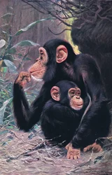 Schimpans, illustration från Wildlife of the World, c.1910