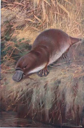 Anknäbb, illustration från Wildlife of the World, c.1910