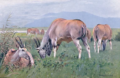Eland, illustration från Wildlife of the World, c.1910