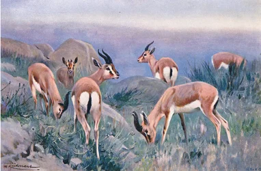 Gazelle, från Wildlife of the World publicerad av Frederick Warne & Co, c.1900