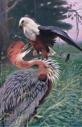 Jättehäger och havsörn, illustration från Wildlife of the World, c.1910