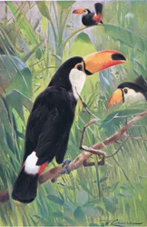 Giant Toucan, från Wildlife of the World publicerad av Frederick Warne & Co, c.1900