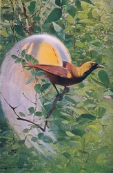 Great Bird of Paradise, illustration från Wildlife of the World, c.1910