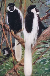Guereza, illustration från Wildlife of the World, c.1910