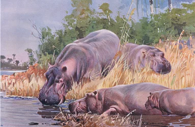Flodhäst, illustration från Wildlife of the World, c.1910