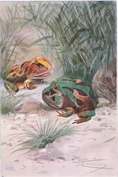 Horned Frog, från Wildlife of the World publicerad av Frederick Warne & Co, c.1900
