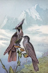 Hummingbird mask, ca 1910 (illustration)