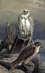 Jaktfalk, ca 1910 (illustration)