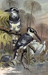 Kungsfiskare, ca 1910 (illustration)