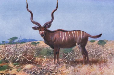 Kudu, illustration från Wildlife of the World, c.1910