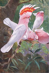 Leadbeaters kakadua, illustration ur Världens djurliv, omkring 1910