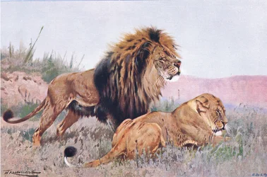 Lejon och lejoninna, illustration ur Wildlife of the World, ca 1910