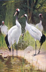 Mandsjurisk trana, ur Wildlife of the World utgiven av Frederick Warne & Co, omkring 1900