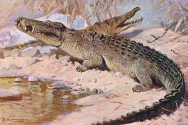 Nilkrokodil, illustration ur Wildlife of the World, ca 1910