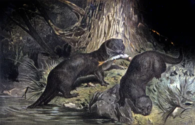 Otters