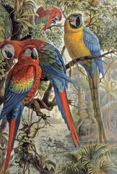 Röda papegojor, ca 1910 (illustration)