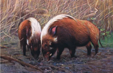 River Hog, illustration från Wildlife of the World, c.1910