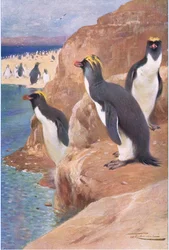 Rock Penguin, illustration från Wildlife of the World, c.1910