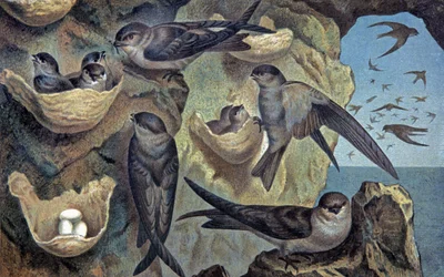 Salangana of the Mascareigne, ca 1910 (illustration)
