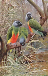 Senegal papegoja, illustration från Wildlife of the World, c.1910